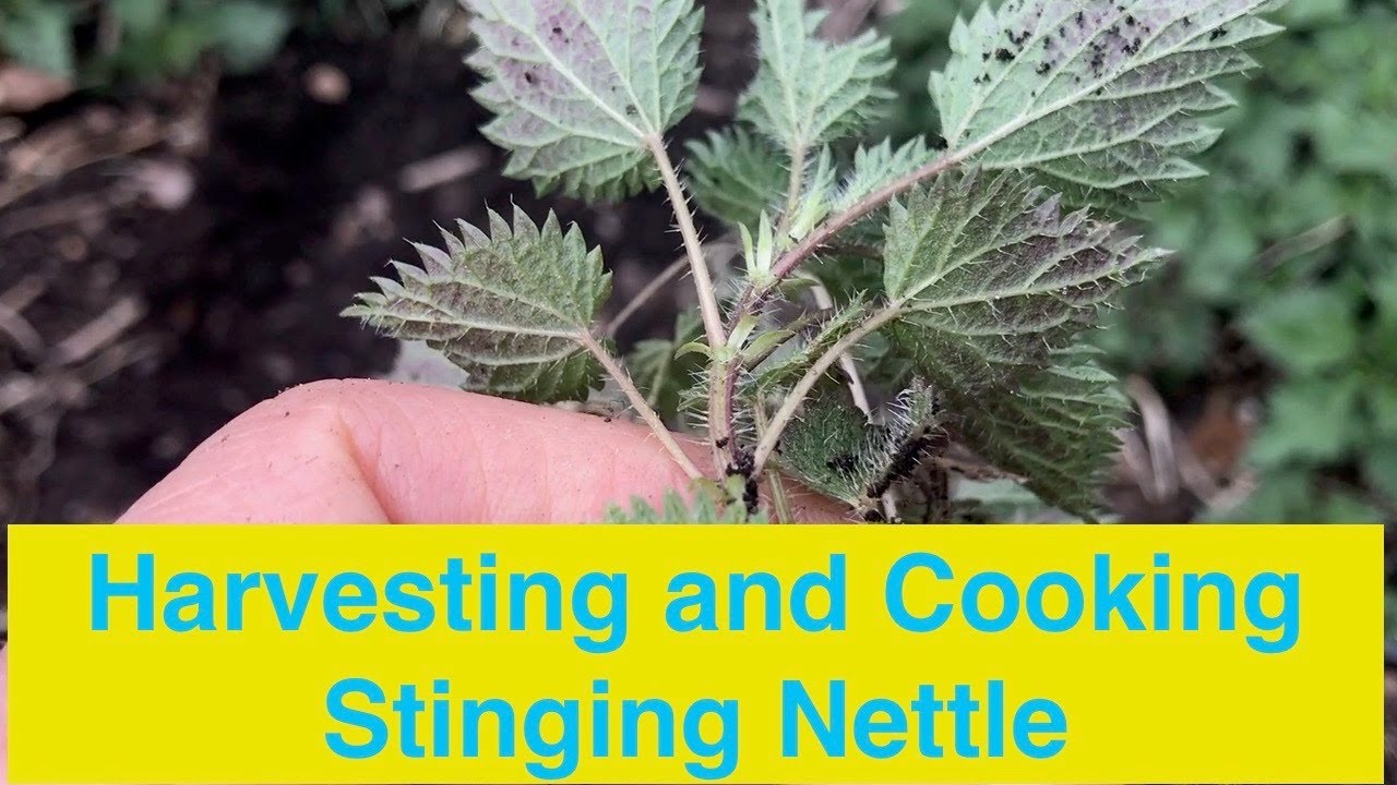 Harvesting and Cooking Stinging Nettle