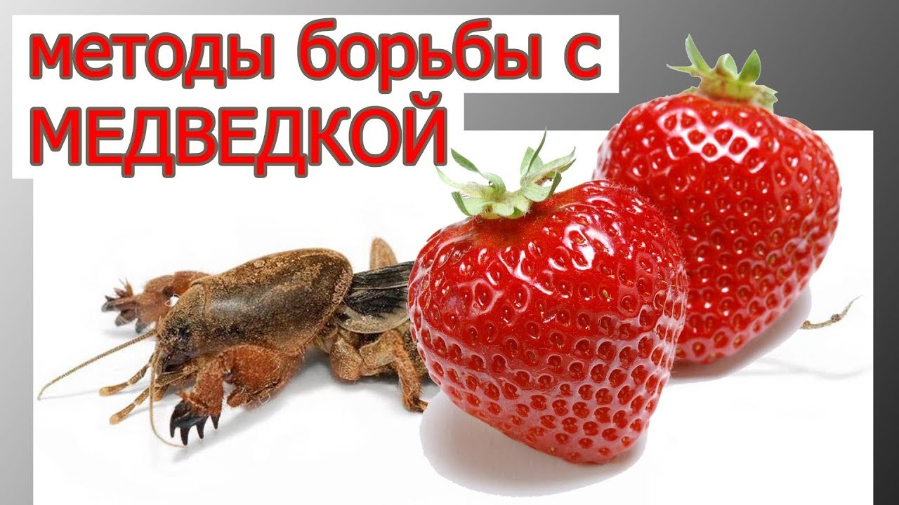 МЕДВЕДКА НА КЛУБНИКЕ: чем опасна и как с ней бороться.