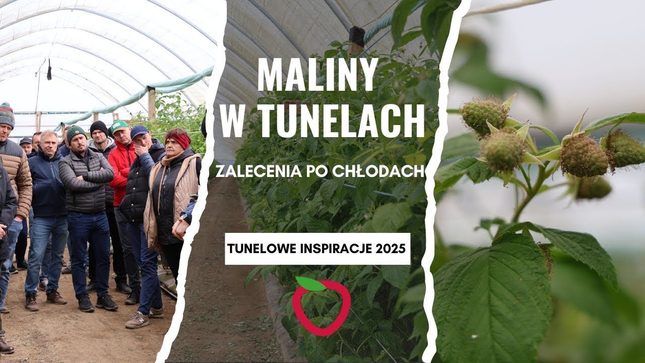 Maliny w tunelach. Zalecenia po chłodach