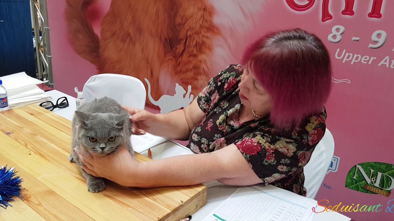 FIFE International Cat Show 9July2023 Part 1 Judging Session for Kassandra #cat