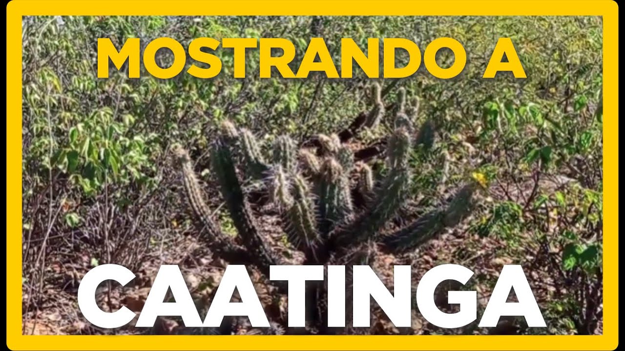 A BELEZA DA CAATINGA