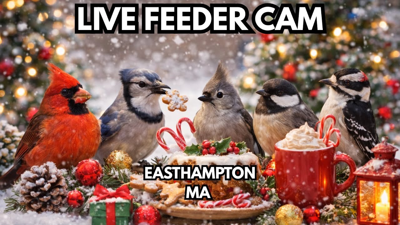 LIVE FEEDER CAM – Christmas Eve at the Feeders 🎄 Easthampton, MA