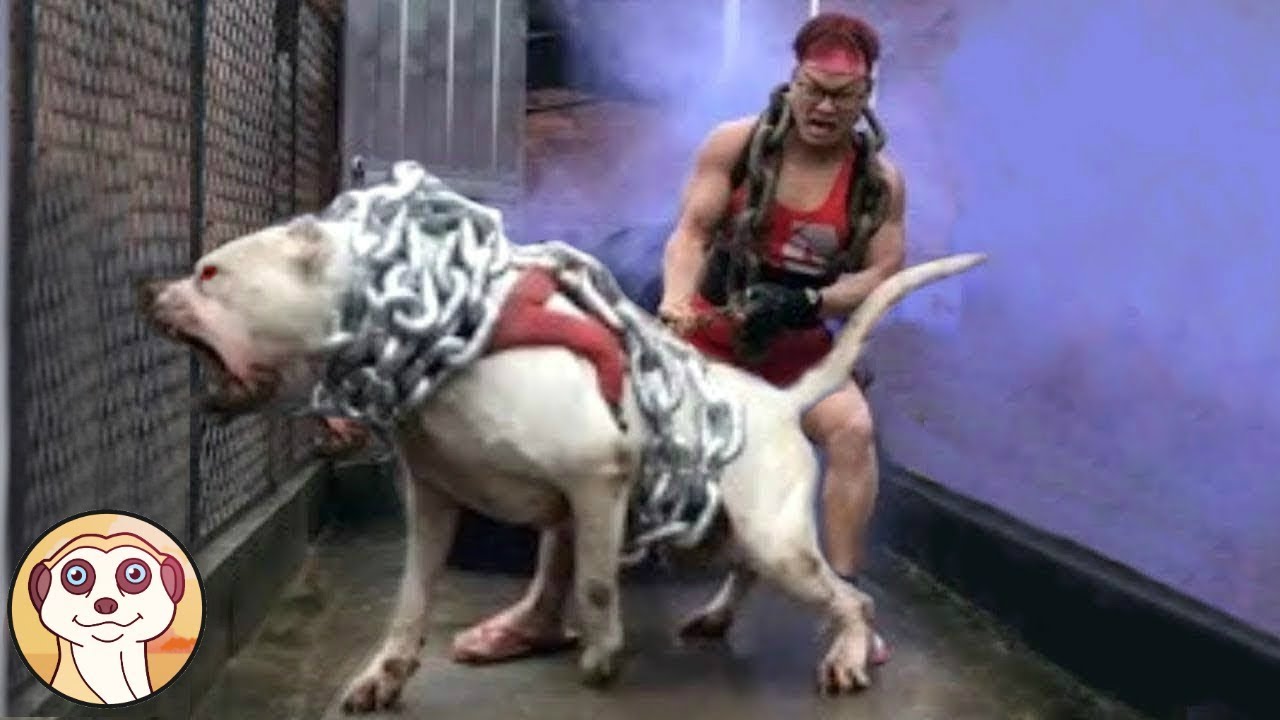 10 CANI PIÙ AGGRESSIVI DA EVITARE