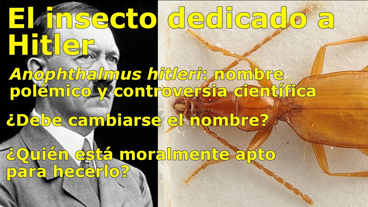 Ciencia, historia y ética: el escarabajo dedicado a Hitler, Anophthalmus hitleri (video recargado)