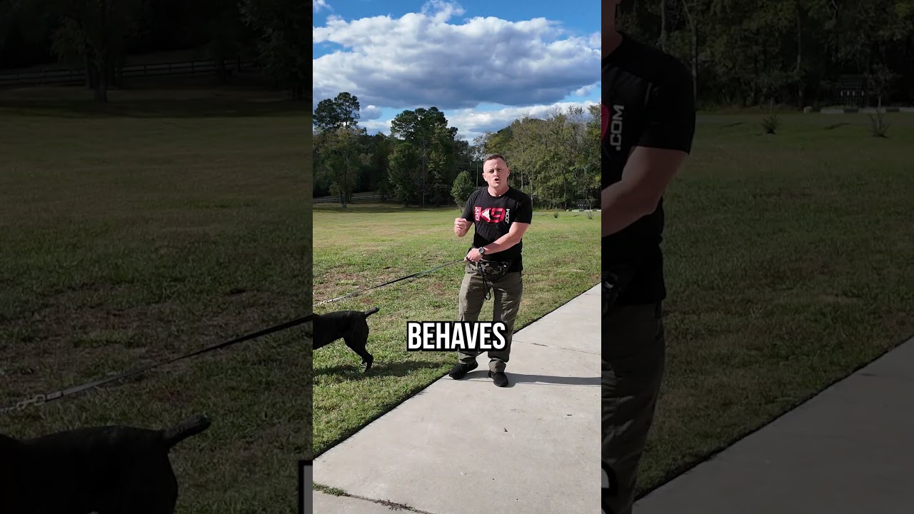 Leash-Reactive Dog? It Doesn't Have To Be That Way