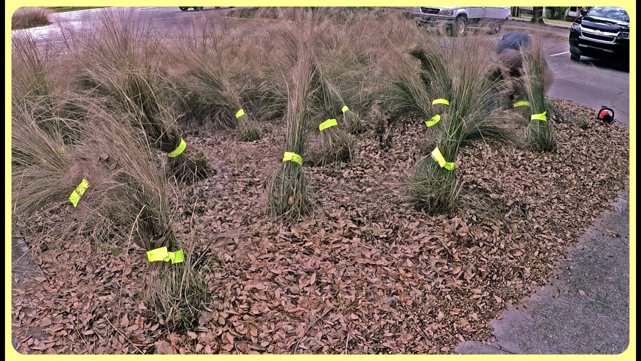 Trimming Fountain Grass With Duct Tape & Bungee Cords