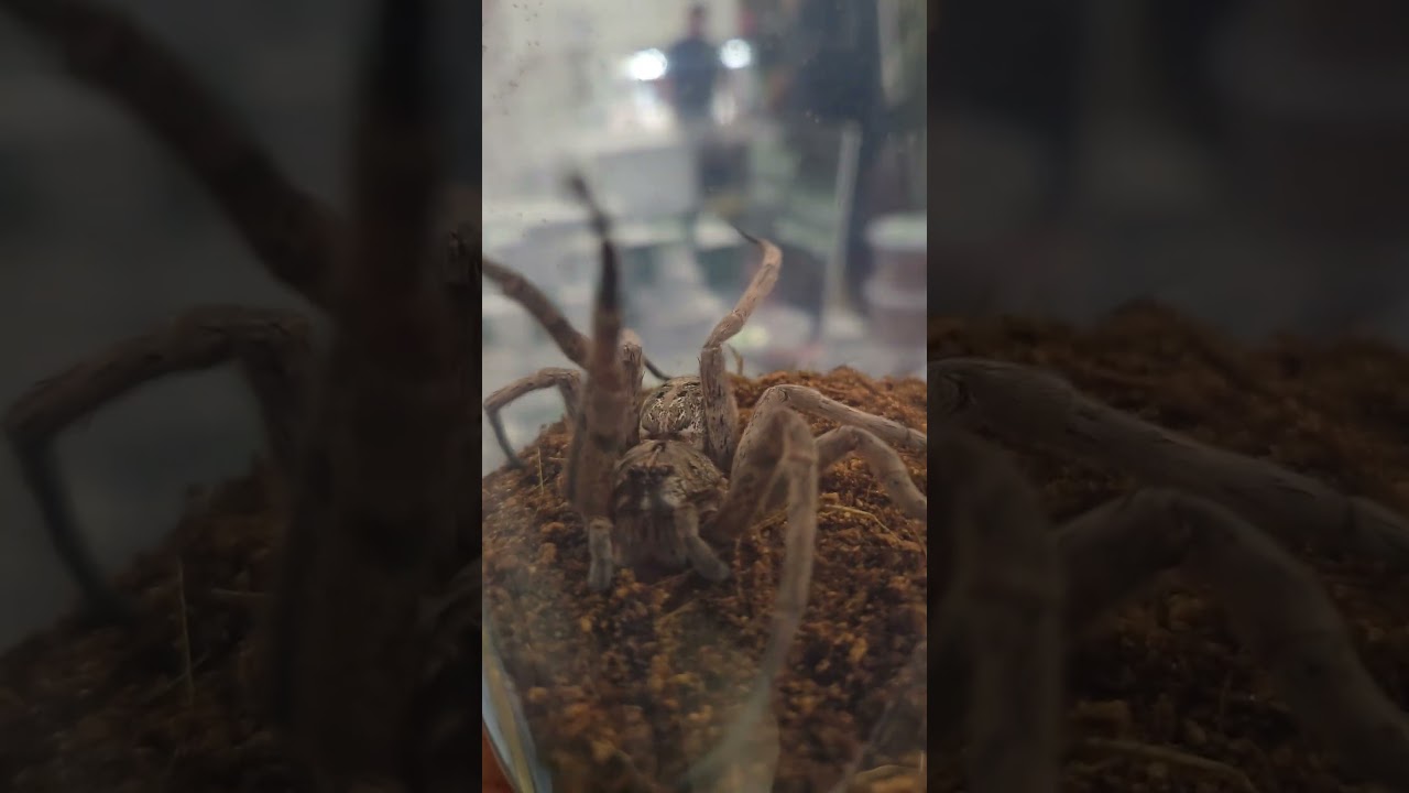Fascinating Creatures: The Spider That Hunts Fish 😁 Criaturas fascinantes: La ara&ntilde;a que caza peces