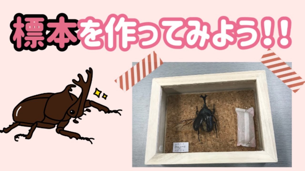 【昆虫標本の作り方】カブトムシ編