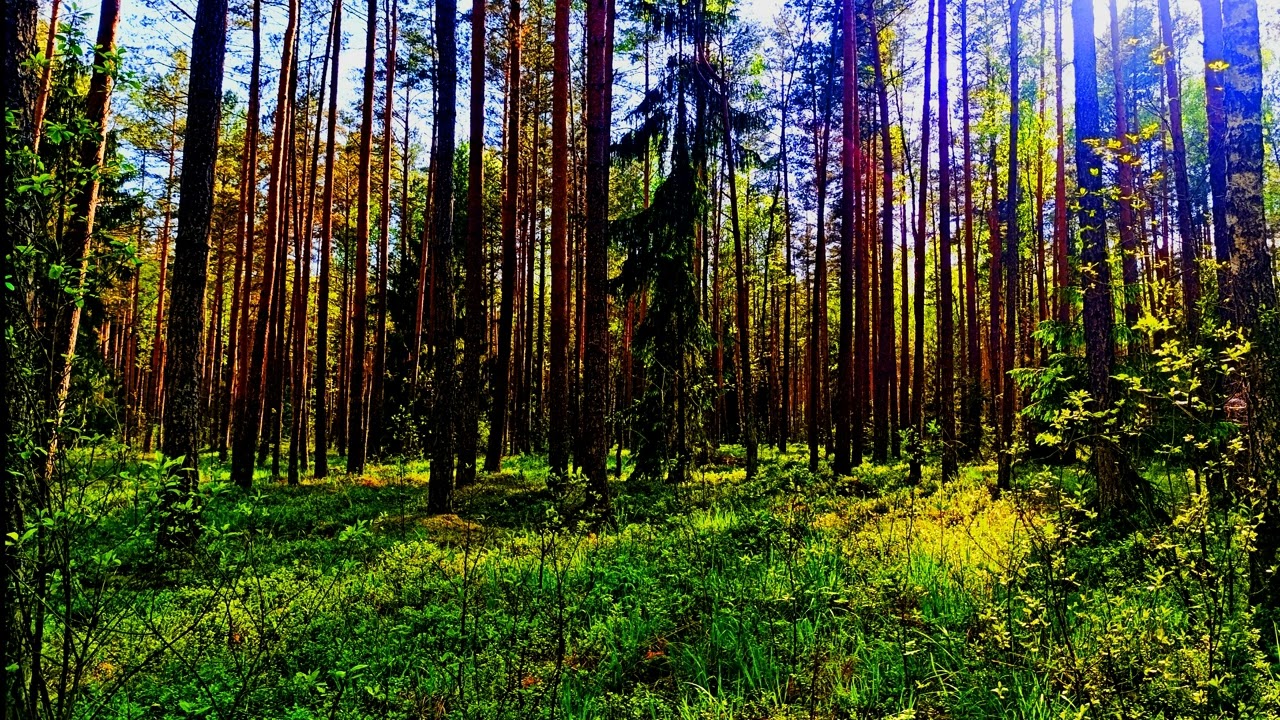 Успокаивающее пение птиц и лесная атмосфера для снятия стресса и улучшения сна 🌿