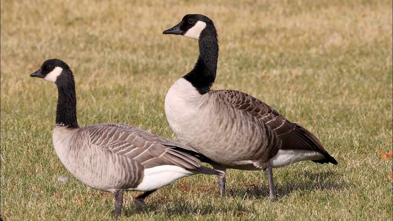 Cackling goose vs Canada goose comparison