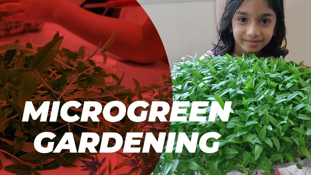 Micro Green Gardening - Eshal Safeer