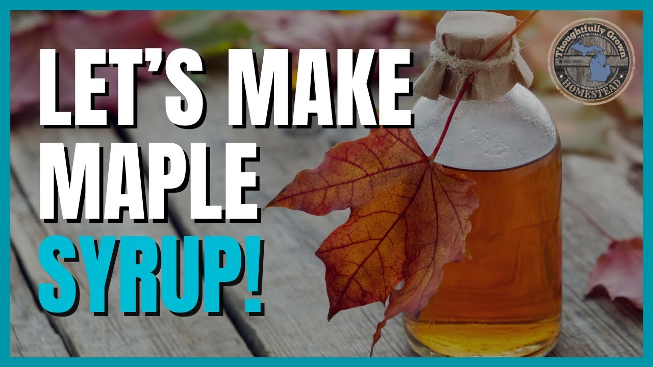 Making Maple Syrup From Box Elder Trees