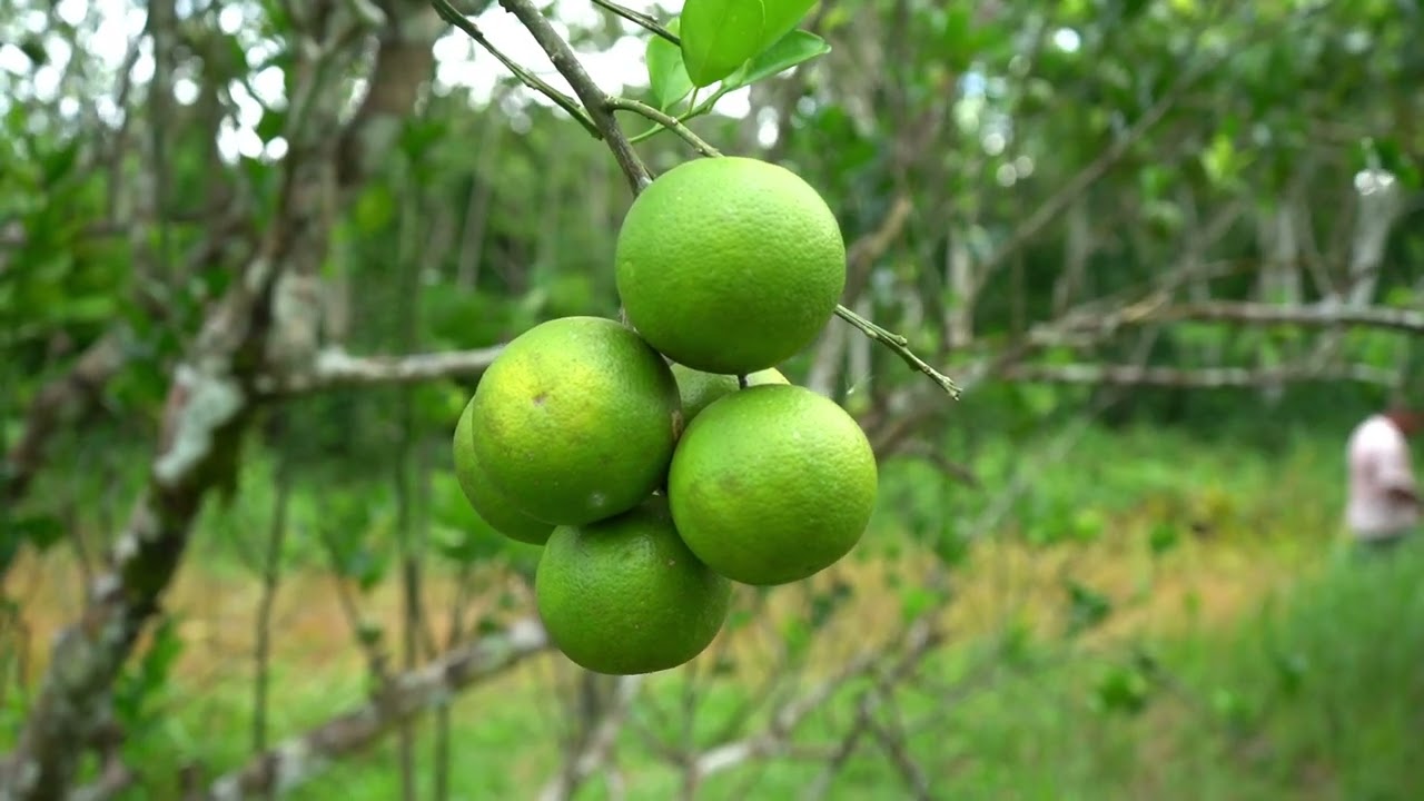 LVV versterkt citruskennis in Saramacca