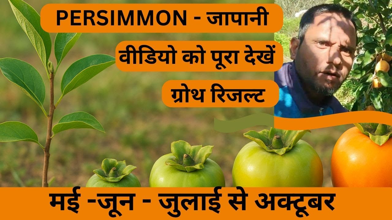 Fuyu Persimmon जापानी पौधों का शानदार परिणाम 🍊 | MK Nursery HP | Best Fruit Production Result
