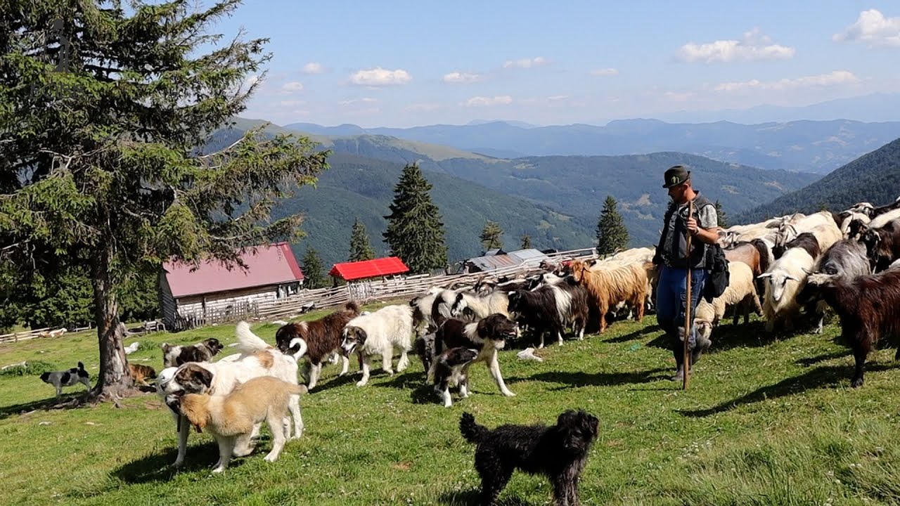 STÂNĂ DIN MUNȚII MARAMUREȘULUI LA GRANIȚĂ CU UCRAINA 2023