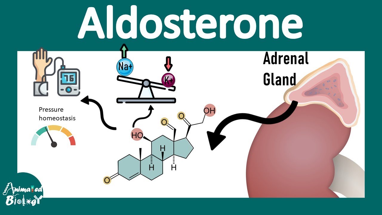 Aldosterone | Mineralocorticoid |  Mechanism of action of Aldosterone | Physiological function