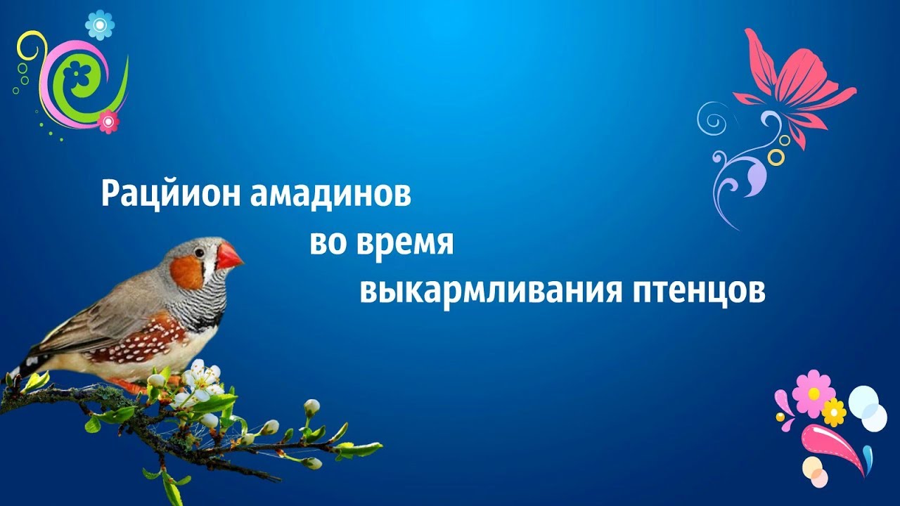 Рацион амадинов  во время выкармливания птенцов .
