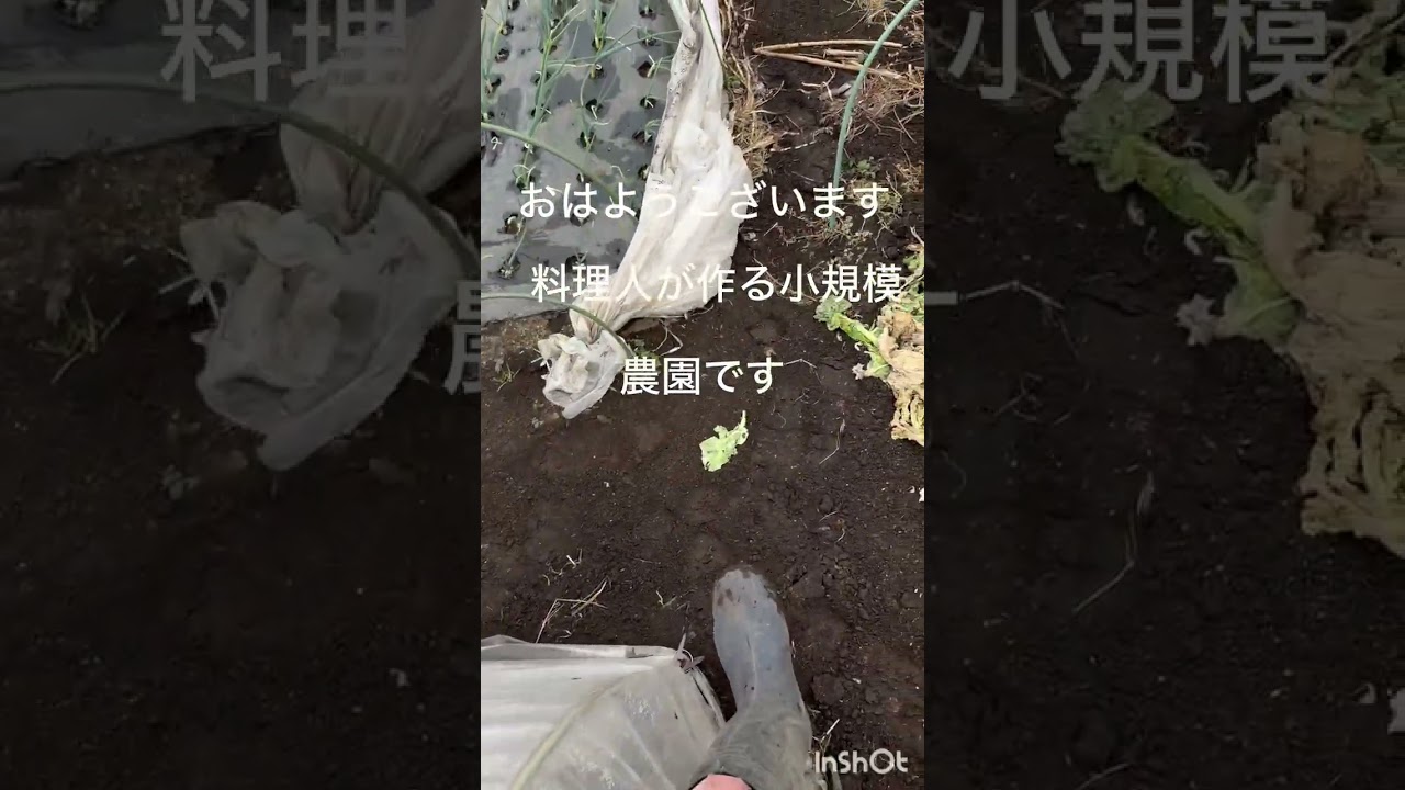 2月に入って野菜が元気になりましたよ⁉️2月11日水曜日