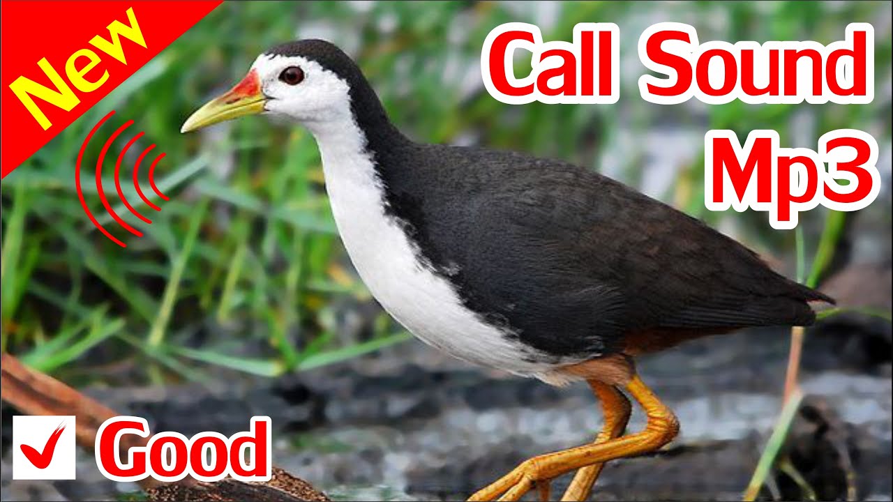 Breasted Waterhen Sound, Tiếng Chim Quốc Mái Mồi Cực Hay Chuẩn MP3