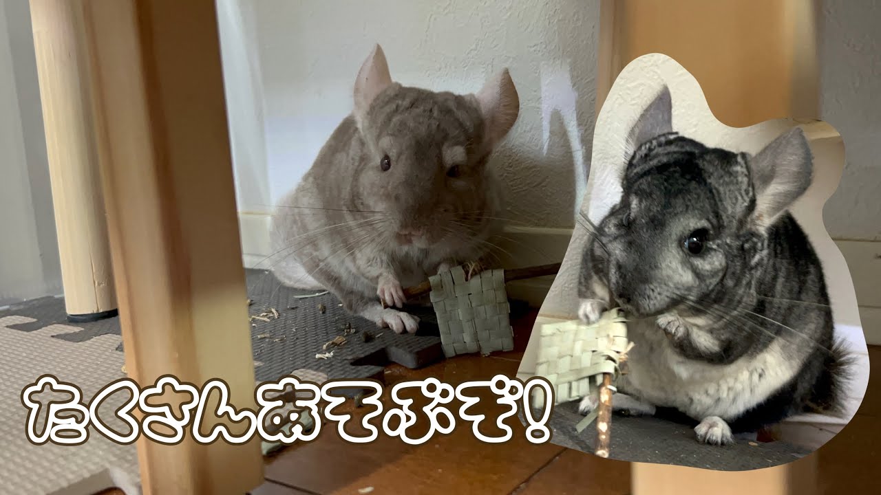 おもちゃで遊ぶチンチラ達に癒された