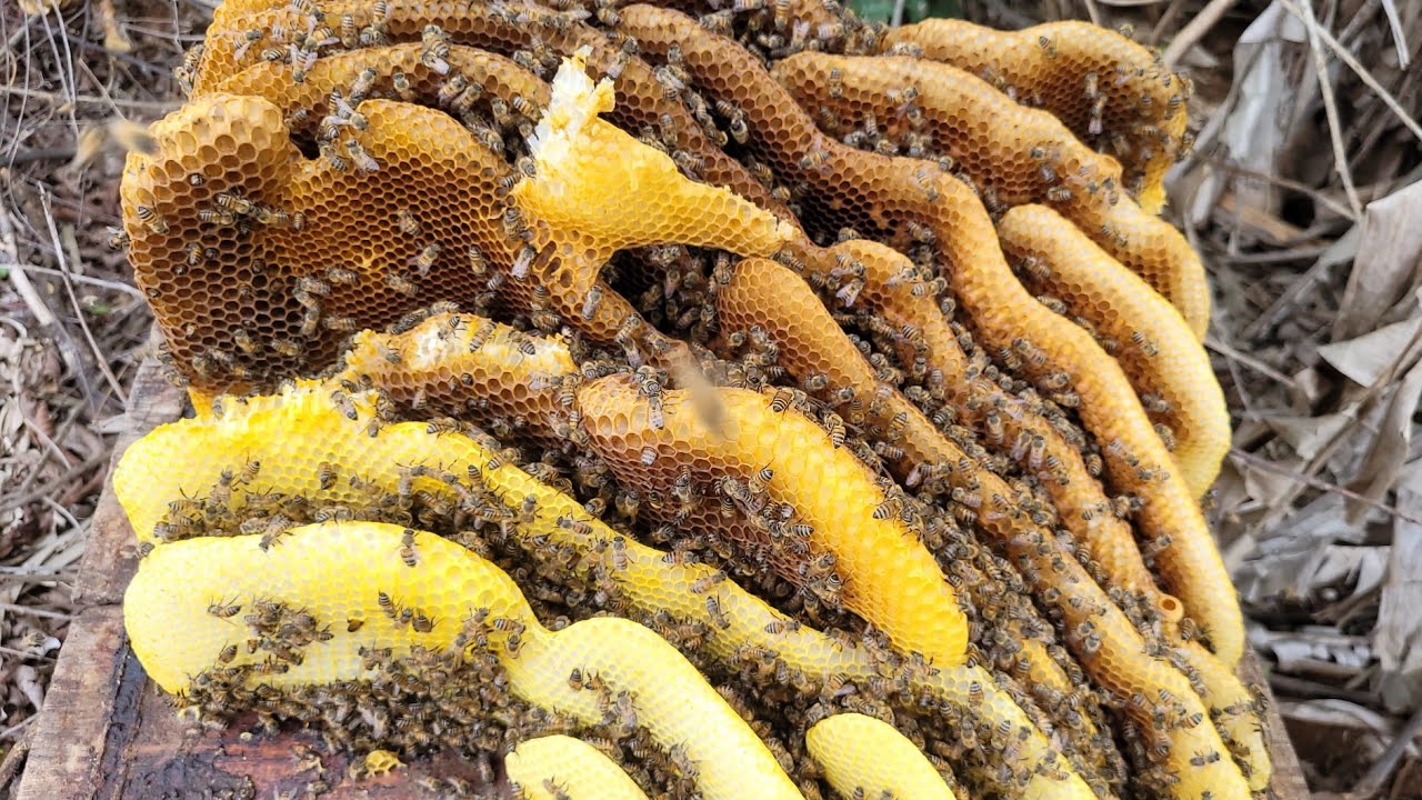 CAPTURA na caixa velha com mais de 30 ANOS / CAIXA ISCA 🐝