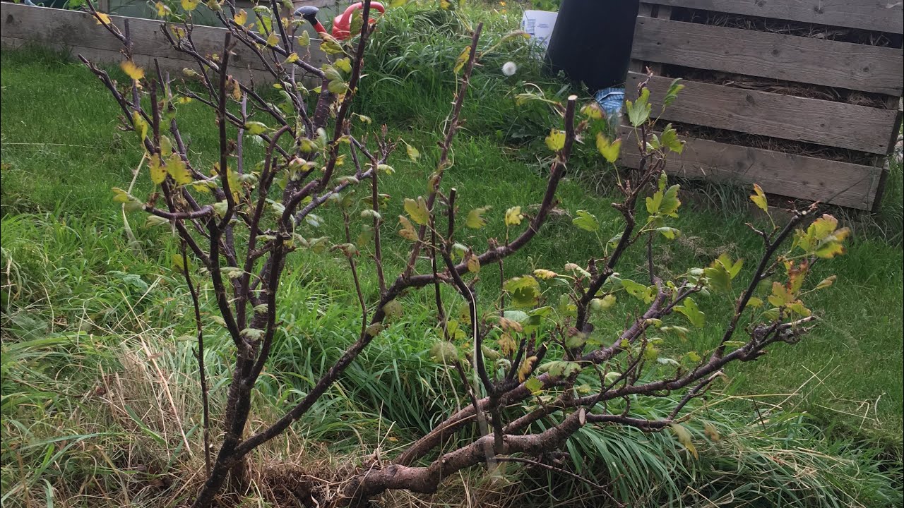 Ant’s Allotment: Winter Pruning Gooseberries