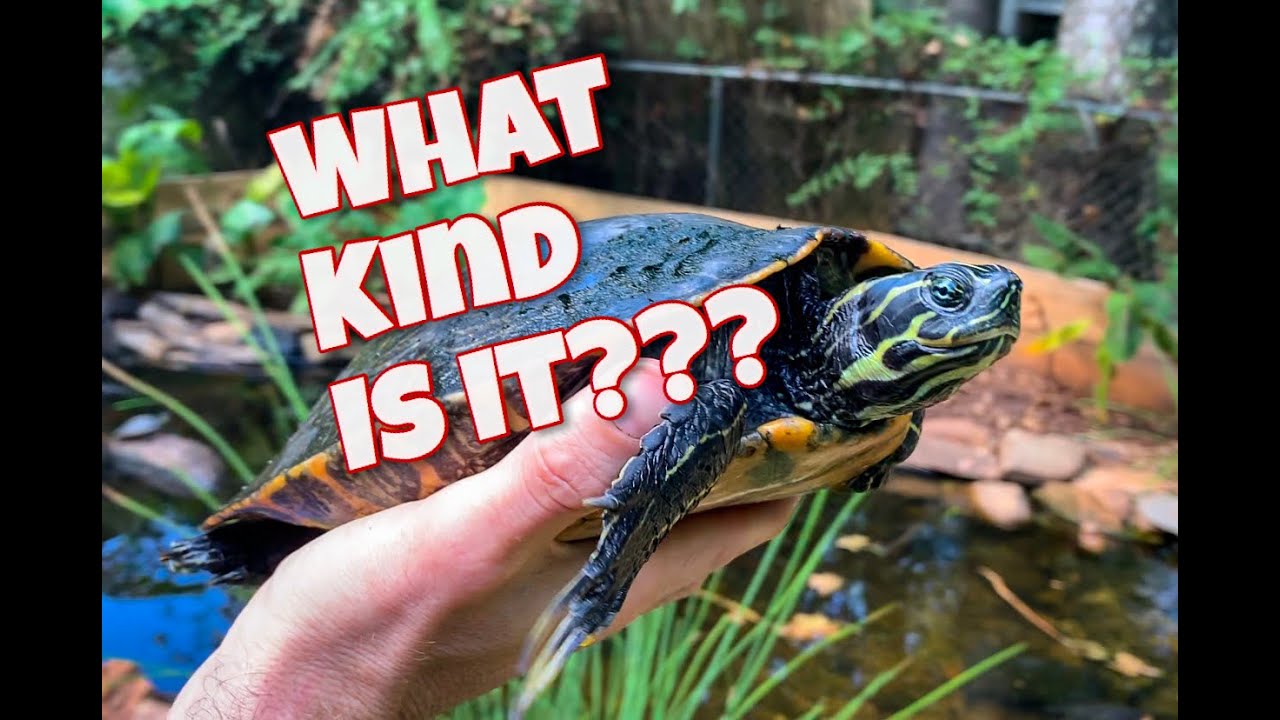How to identify cooters!!