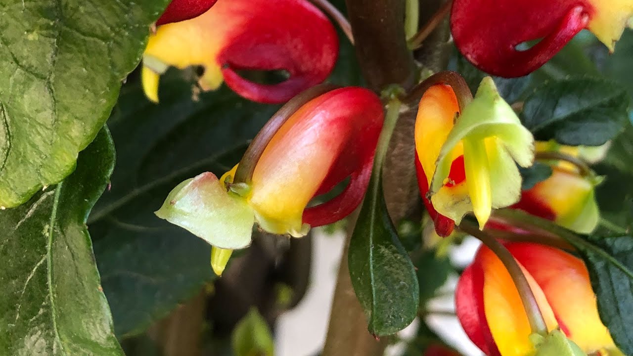 Impatiens niamniamensis — как выращивать попугайное растение или конголезский какаду