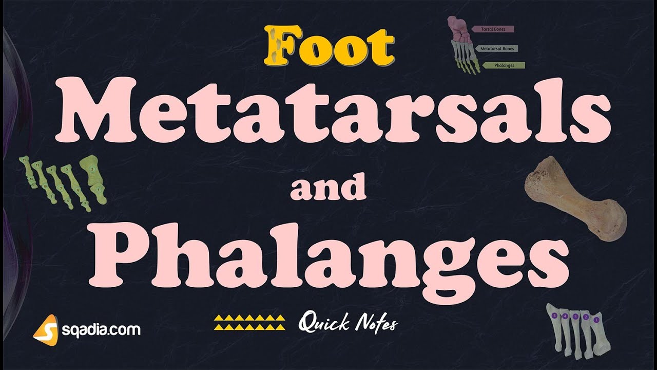 Foot | Metatarsals and Phalanges | Bones, Ligaments and Muscles | Anatomy of Lower Limbs