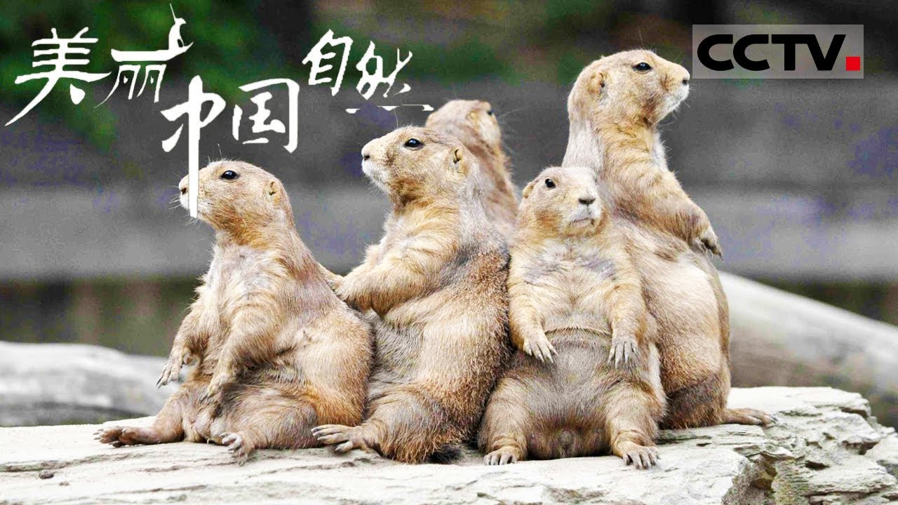 【ENG】一生只开一次花的“东方美人”你见过吗？在青藏高原孤独但绚烂地绽放出朝气蓬勃的光芒《美丽中国自然》察青松多系列【CCTV纪录】