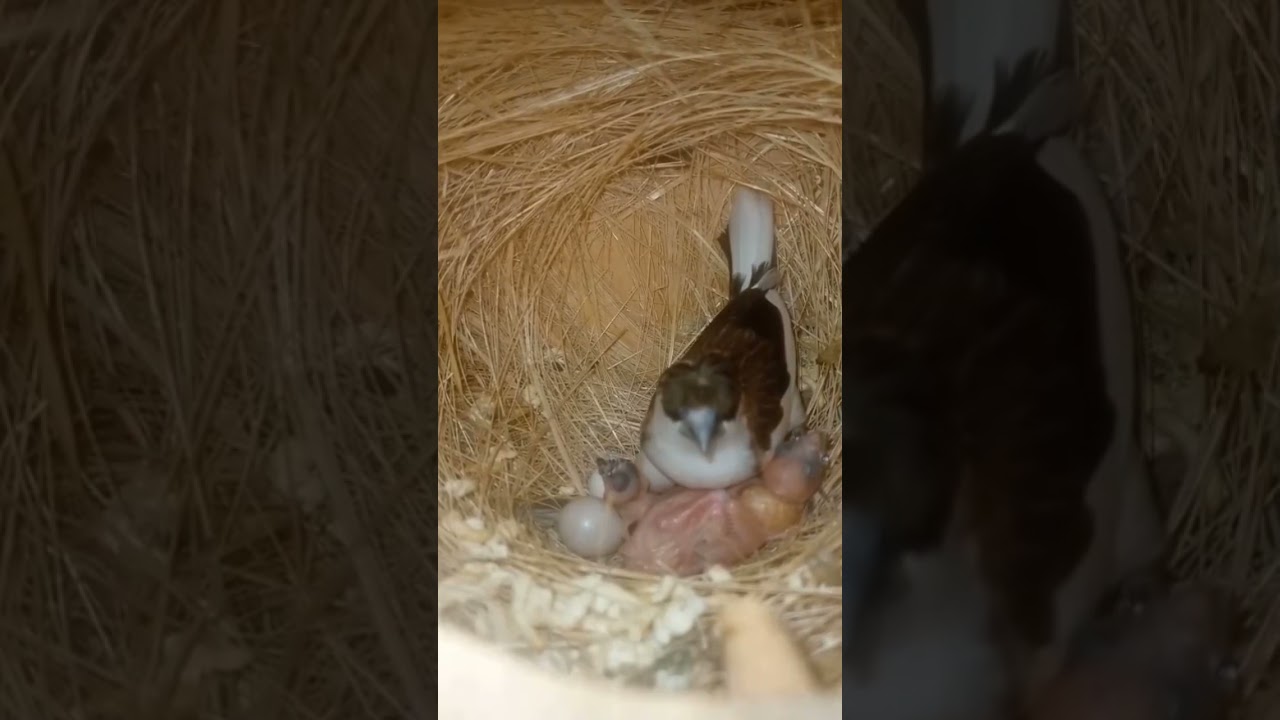 Banglies Finch Society #banglies #bangliesfinch #finches #finch #finchlover #soceityfinch #birds