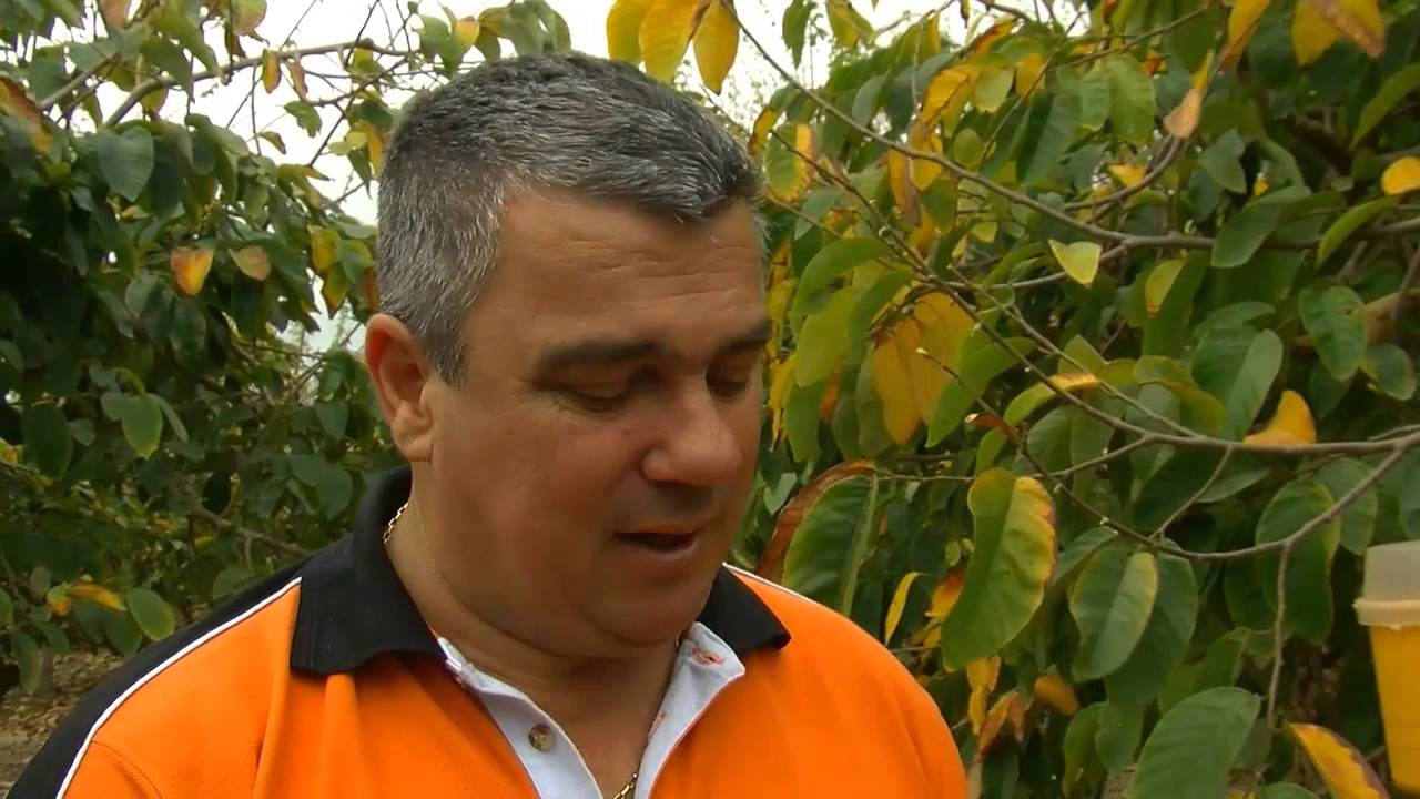 TIERRA FERTIL. Sector Primario. Cultivo de chirimoya
