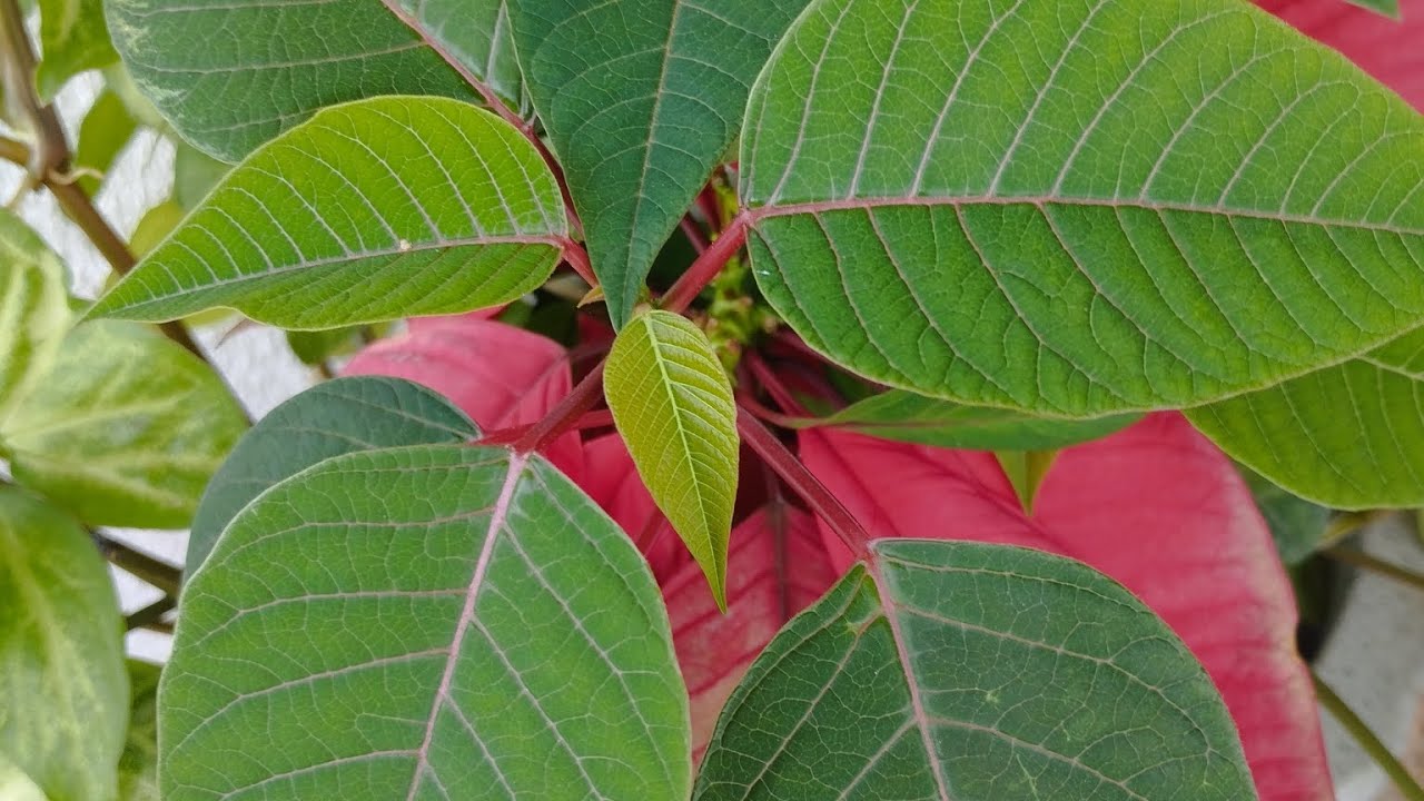 Meu jardim de suculentas 