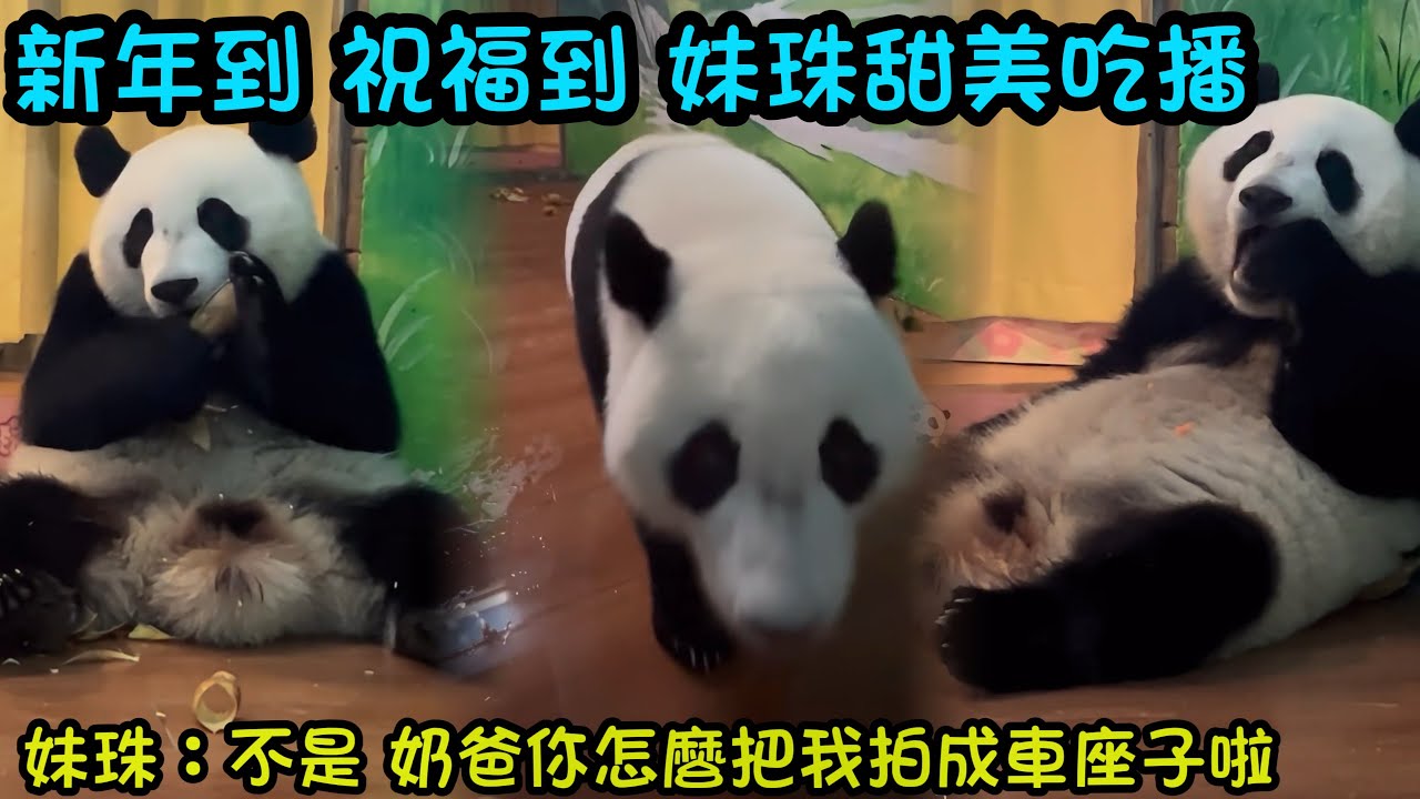 新年到，祝福到，妹珠寶寶祝大家新春快樂，新的一年都要繼續健康快樂#panda #cutepanda  #熊貓妹珠