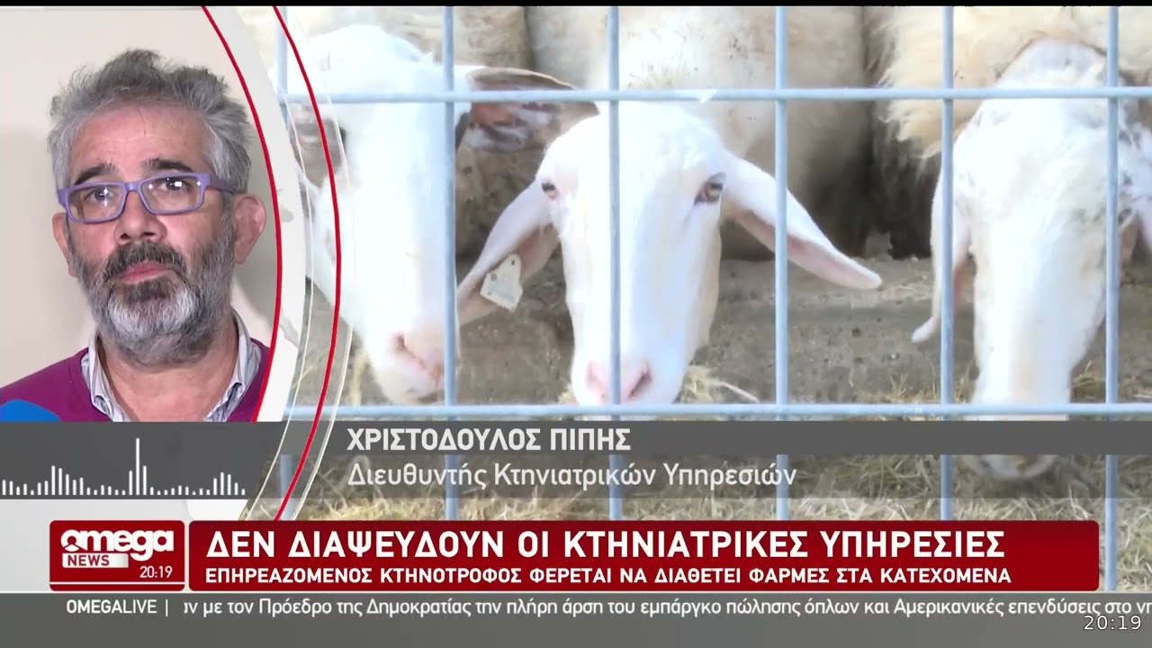 Αφθώδης πυρετός: Κτηνοτρόφος με μολυσμένα ζώα έχει πολλές μονάδες, ακόμη και στα κατεχόμενα