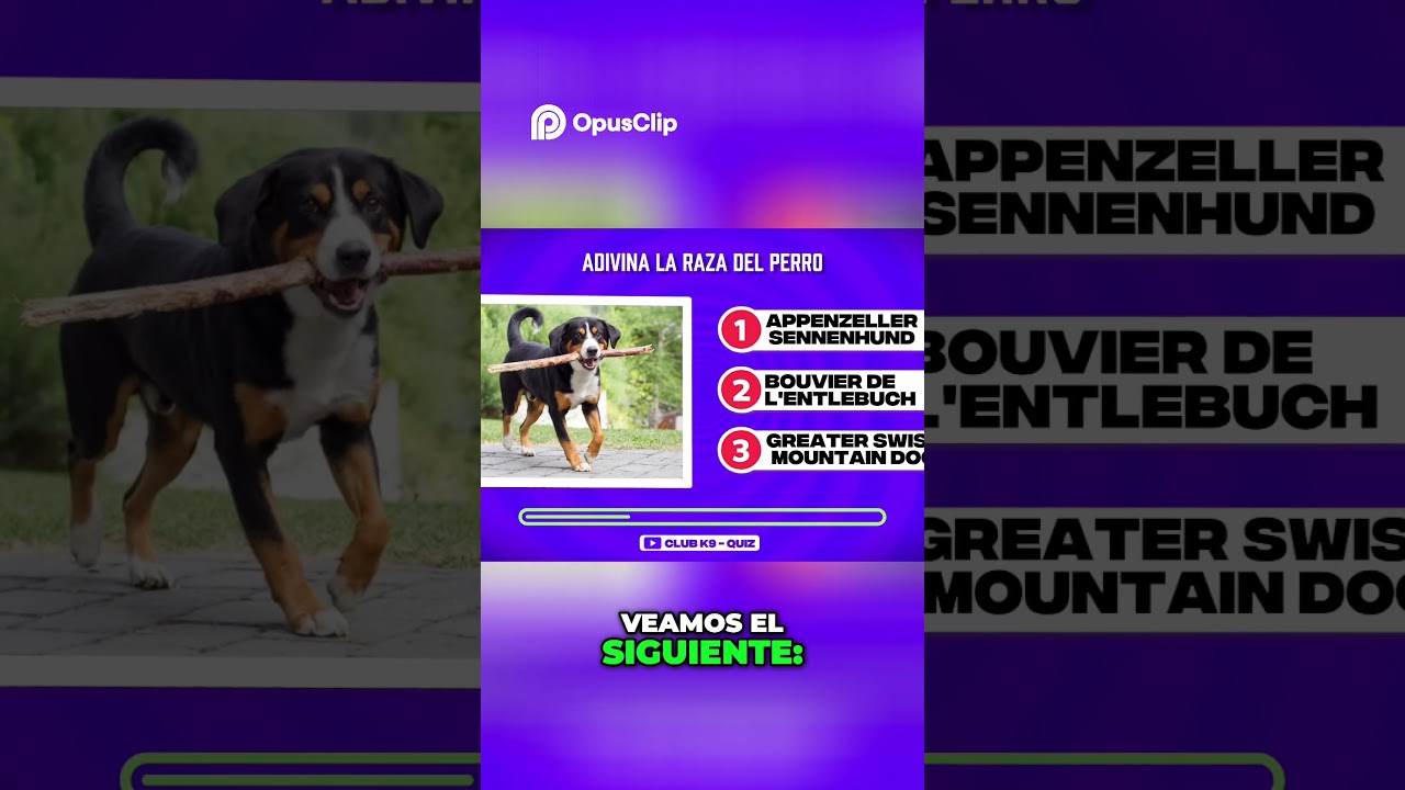 ¿Adivinas la raza del perro  ¡El Braco Alemán te sorprenderá! 
