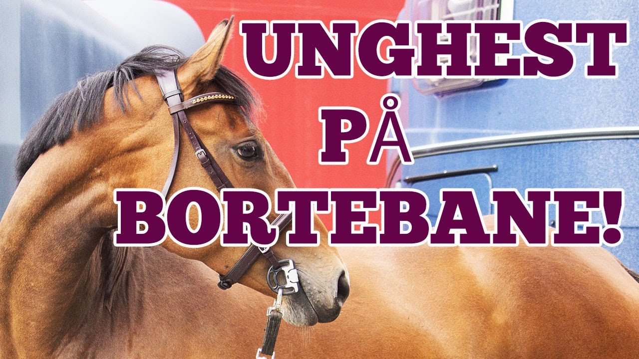 VLOGG: UNGHEST P&Aring; BORTEBANE