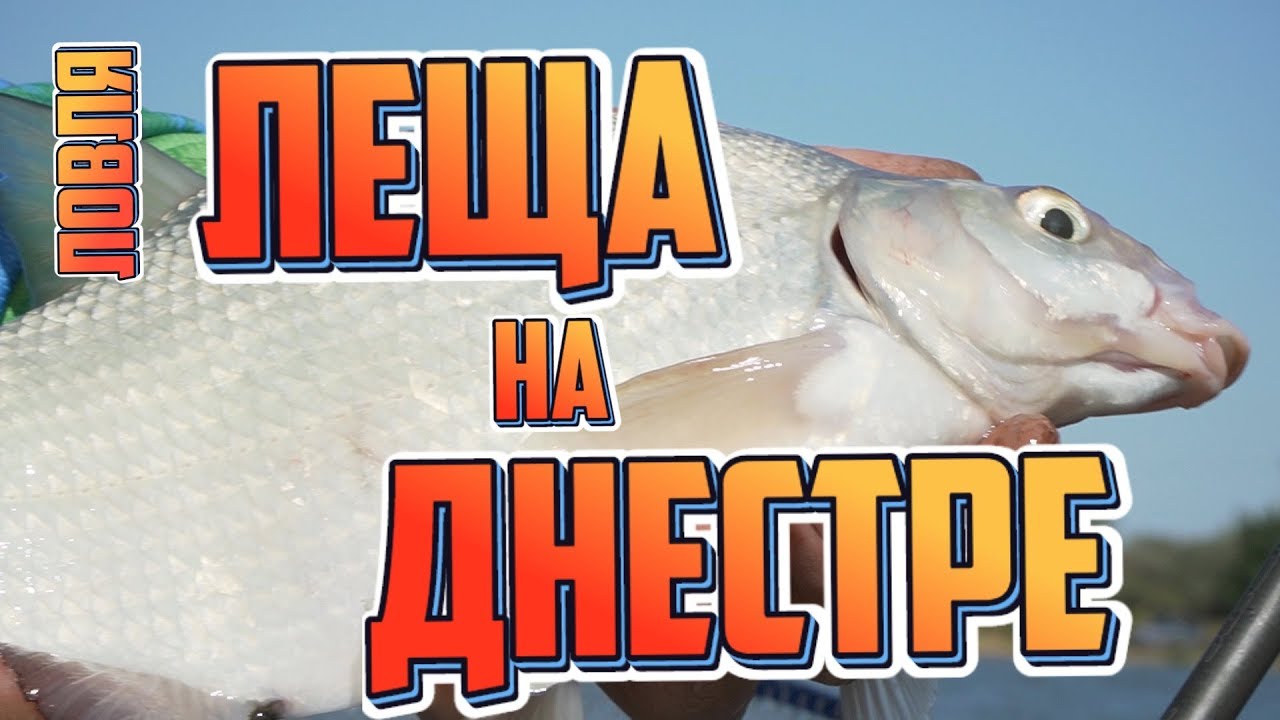 Лещи и караси на ДНЕСТРЕ! Фидерная рыбалка в октябре!
