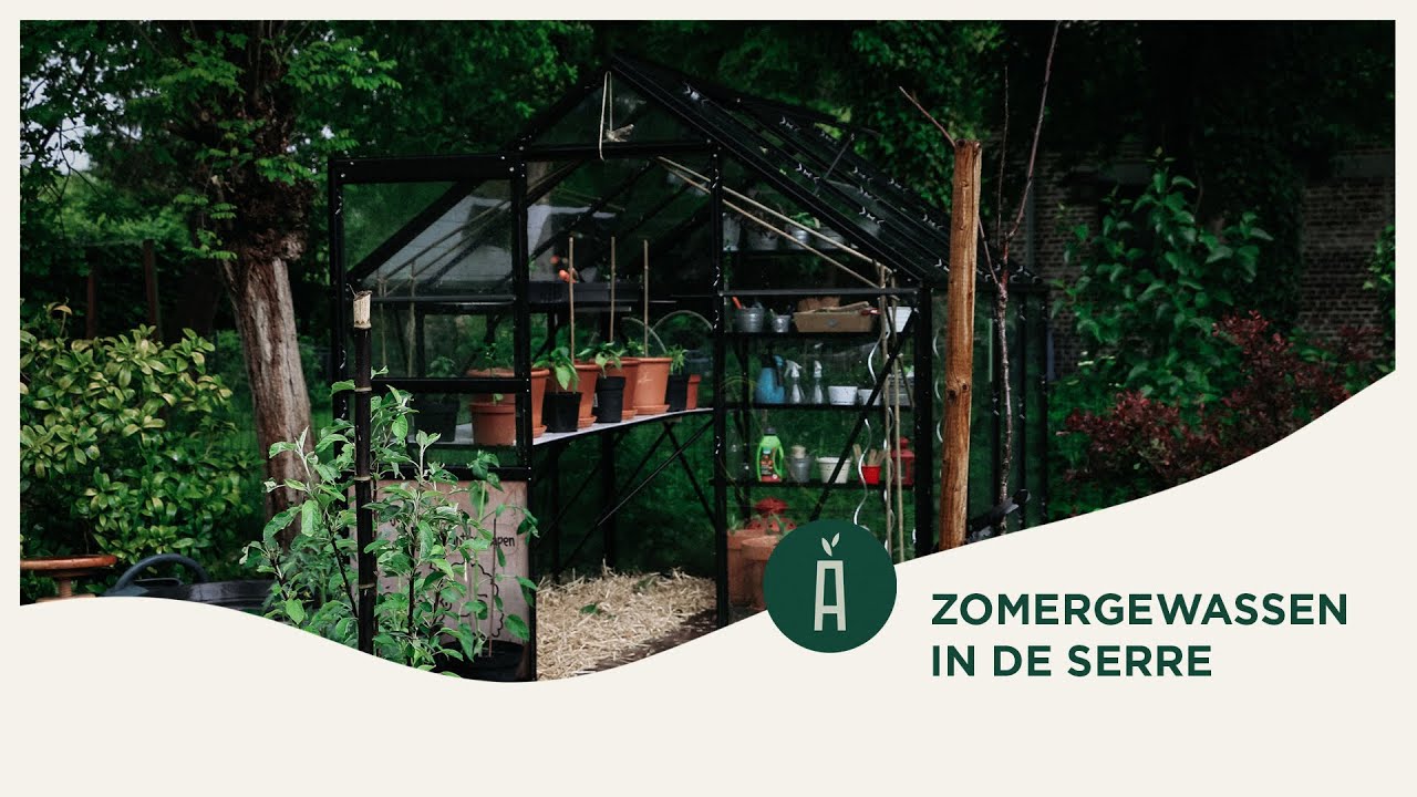 How to: tuinieren in de serre I meloenen, tomaten, komkommers I Tof in den hof #9 I Angelo Dorny