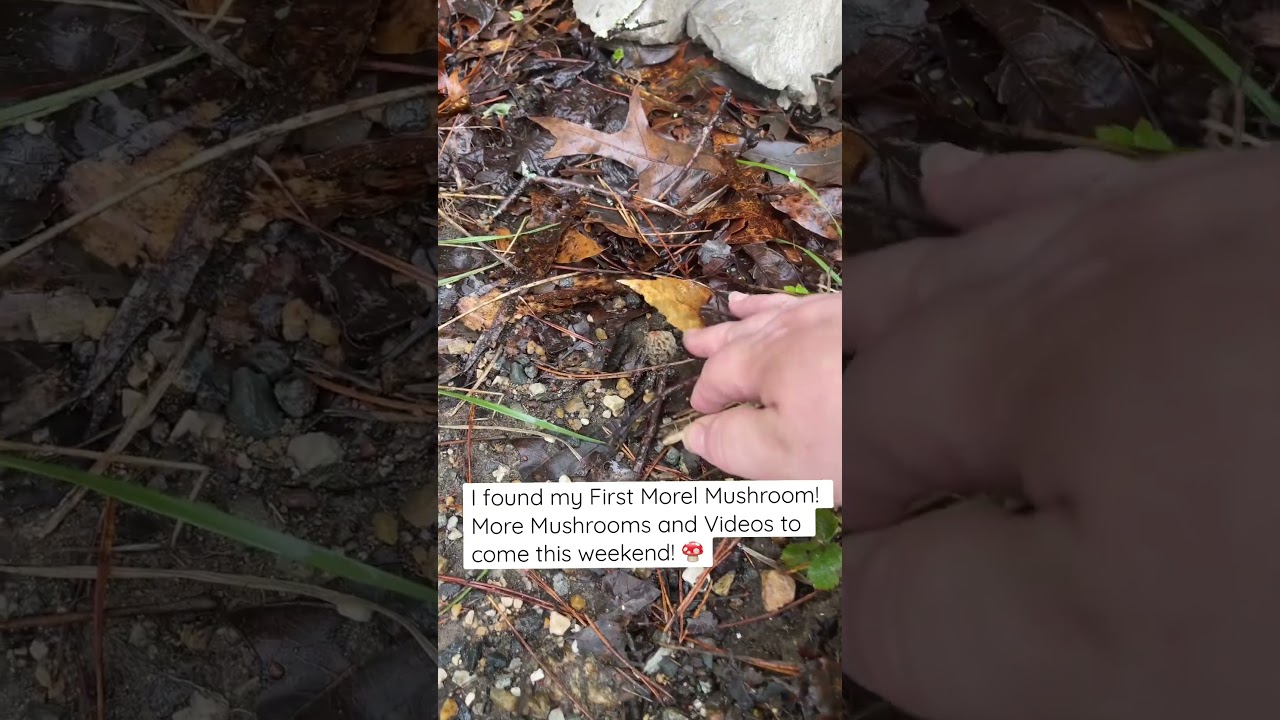 Found my First Morel #Mushroom! More Mushrooms and Videos to come this weekend! 🍄 #foraging #morel