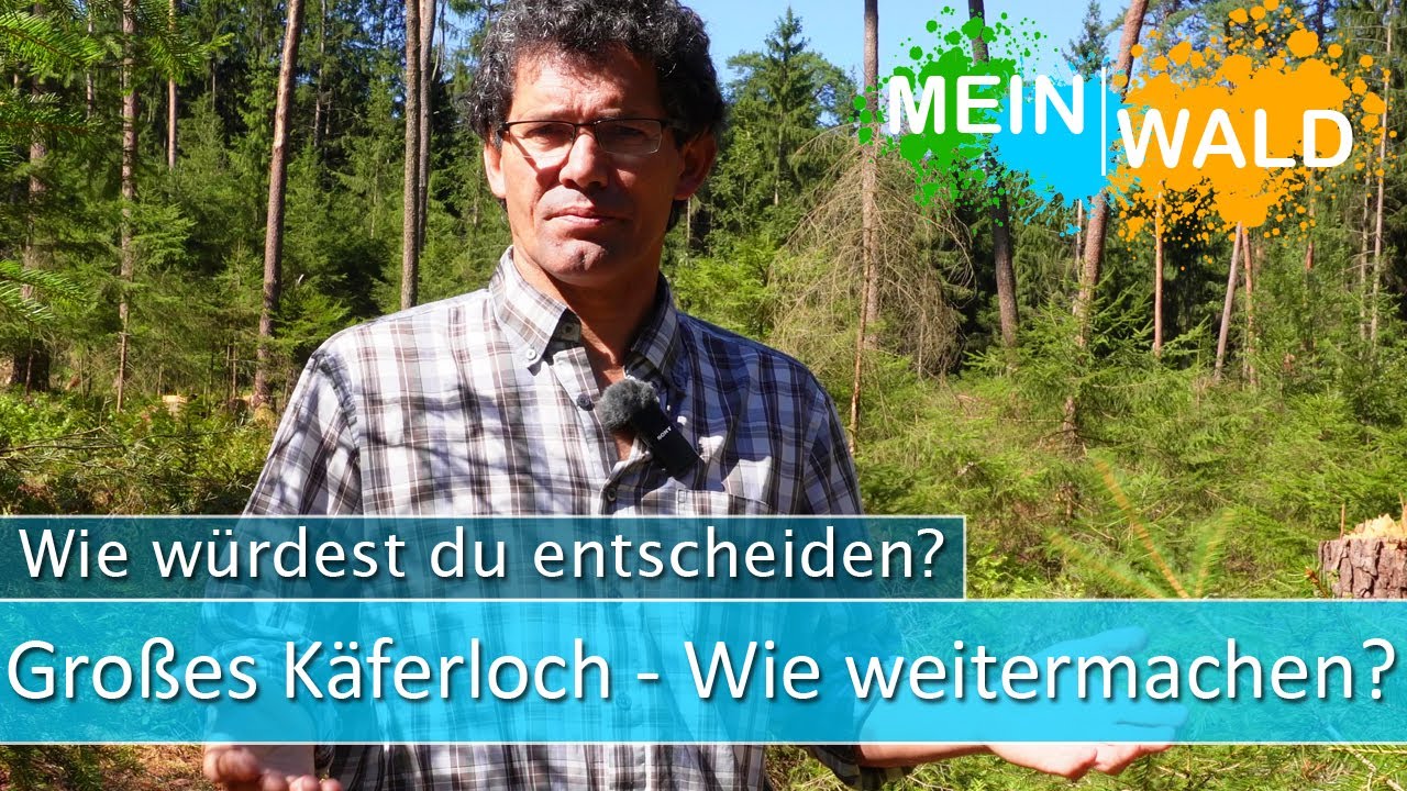 Käferfläche wieder aufforsten - Welche Baumarten?