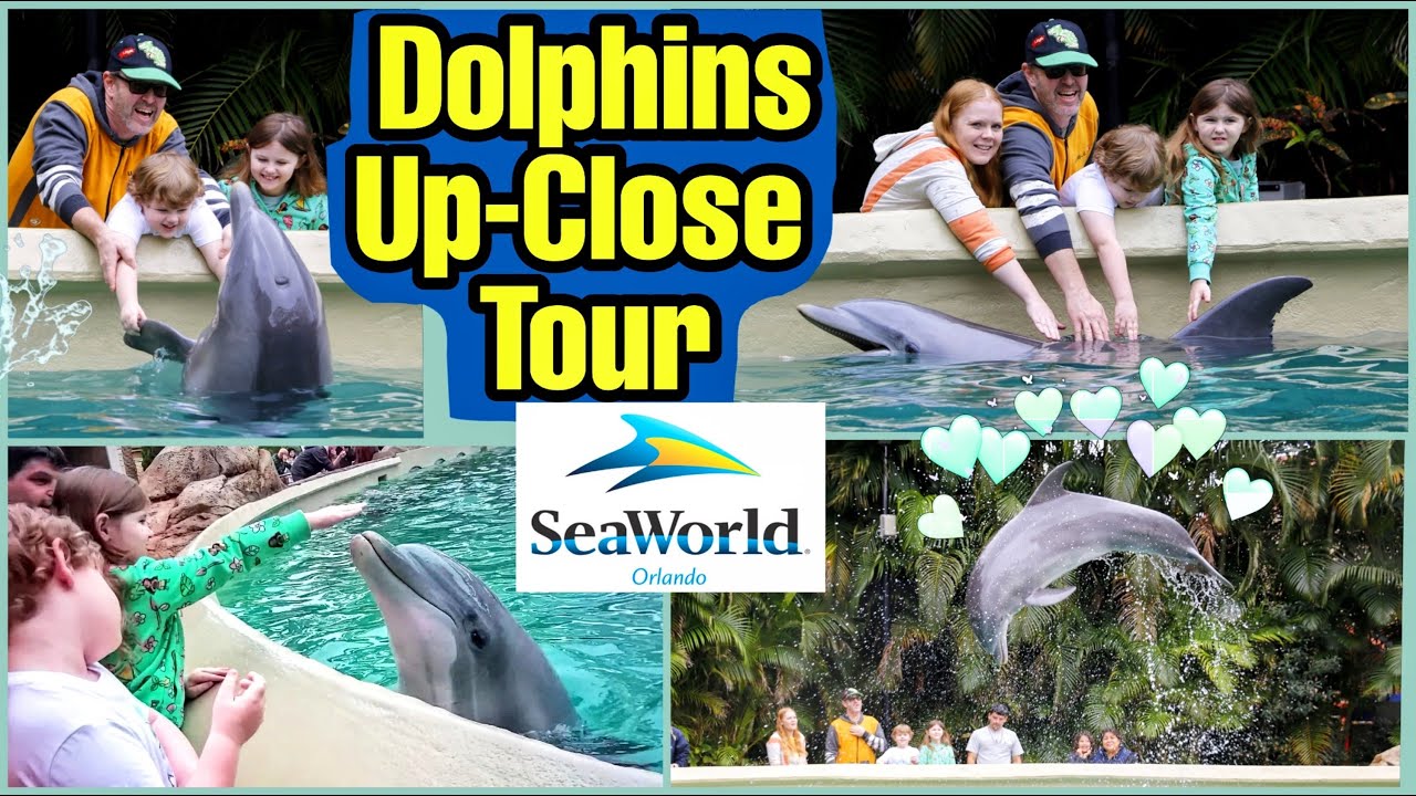 Экскурсия с дельфинами в Sea World Orlando | Погладить и покормить дельфинов в Sea World Orlando