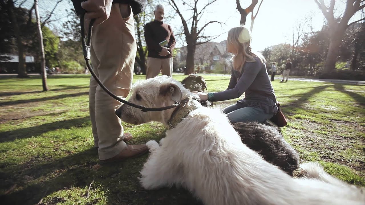 World's Greatest Pets - The Irish Wolfhound