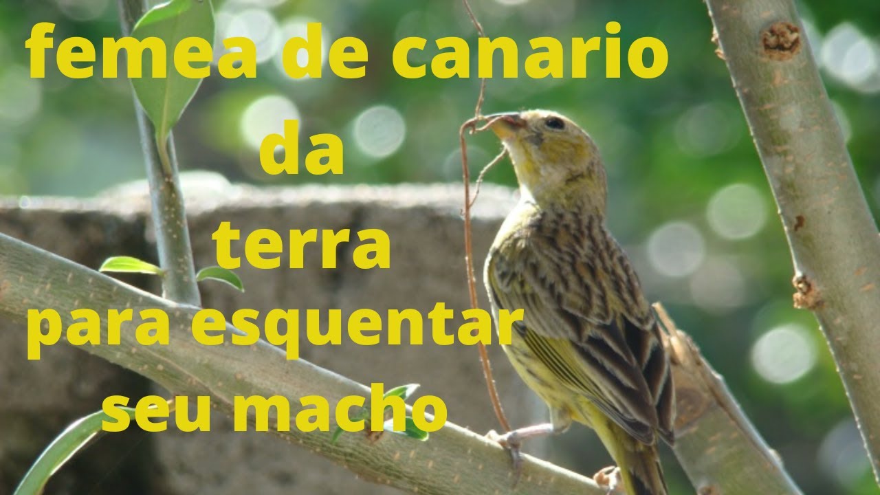 femea de canario da terra chamando para esquentar seu macho
