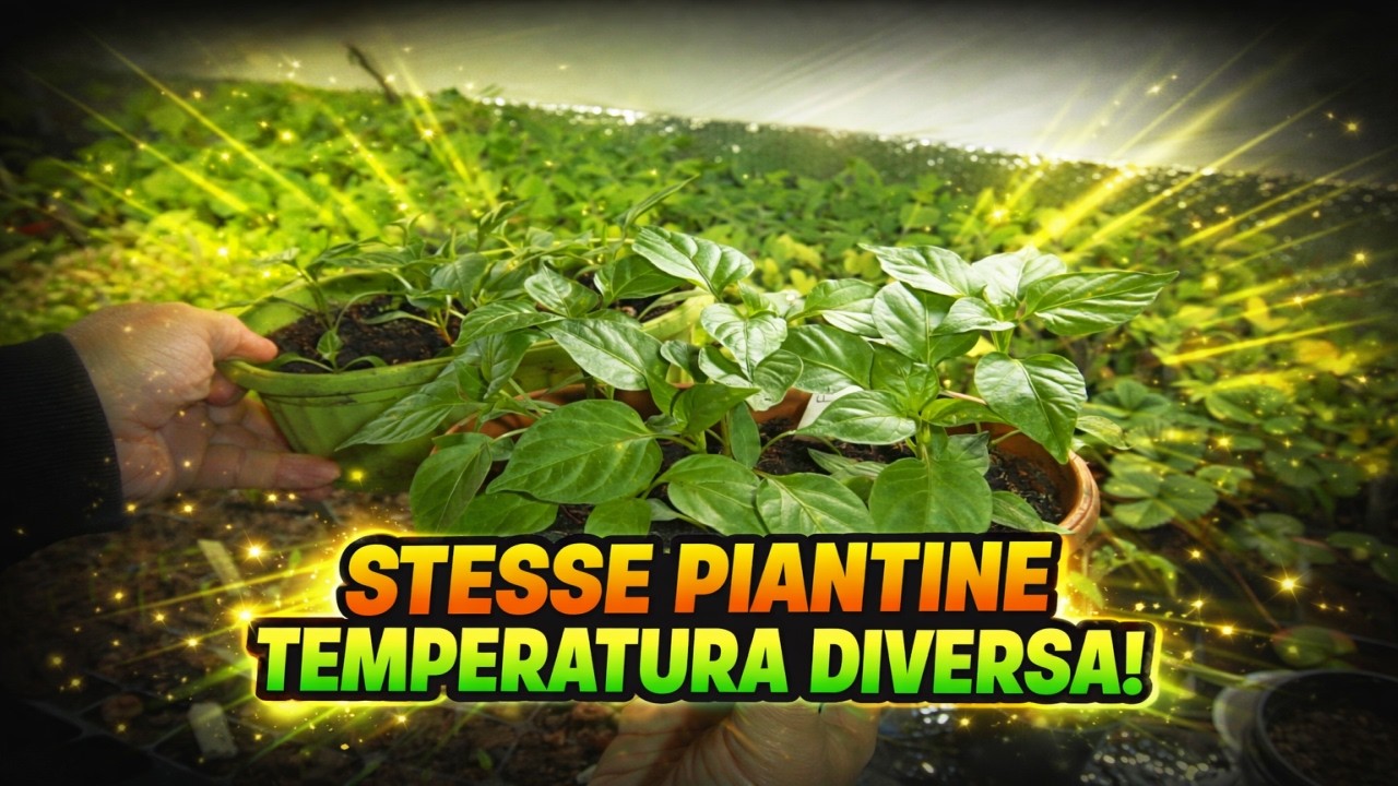 Stesse piantine, temperatura diversa: ecco cosa cambia davvero 🌱