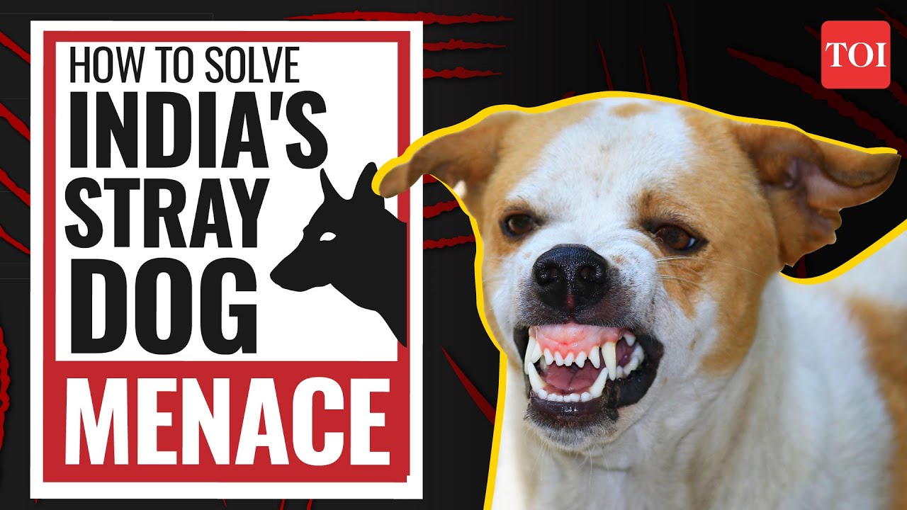 Stray dog menace: How to solve the stray dog problem | How to control stray dogs