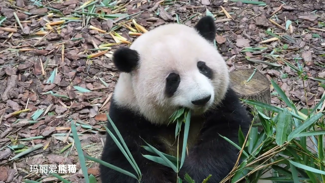呆萌可爱的花花panda