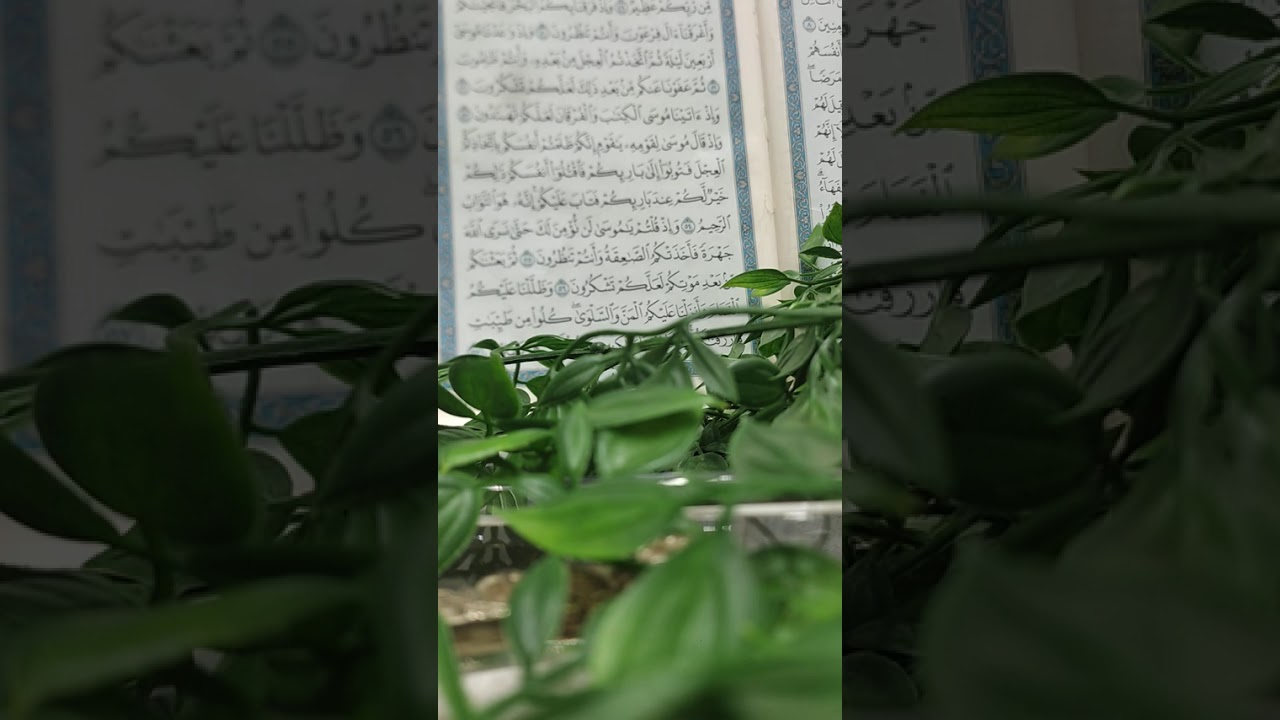 سورة البقره الايات 56/54