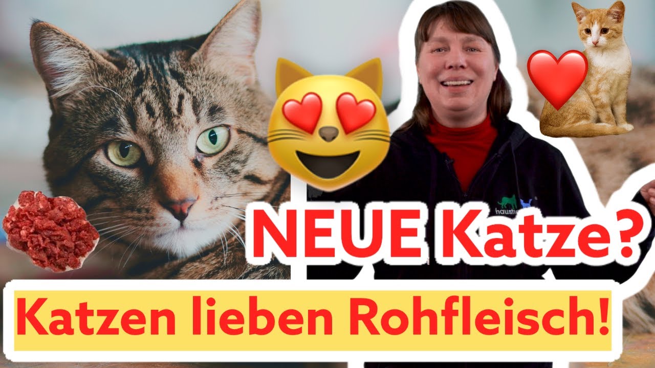 Katze RICHTIG füttern I Fütterst Du deine Katze artgerecht? I TIPPS: Was, wie viel und wovon?  BARF