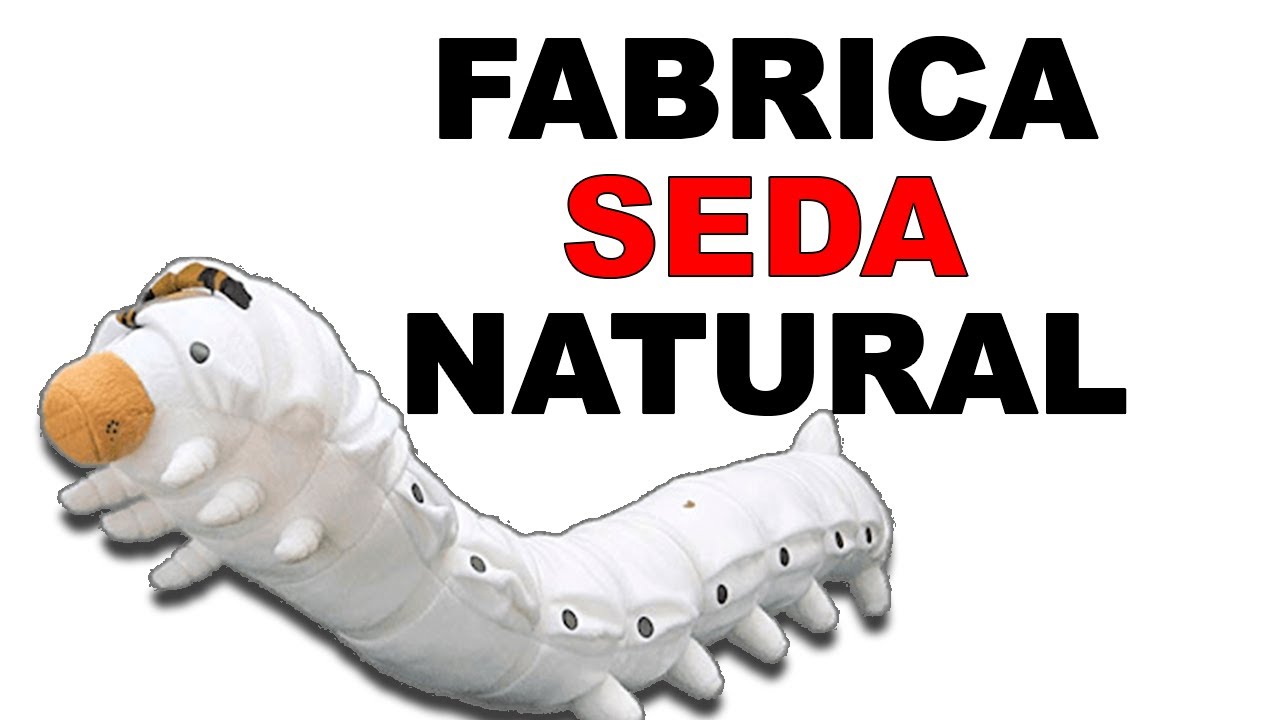 🐛 Gusano de Seda: La MEJOR FABRICA de SEDA NATURAL del MUNDO - Animales Salvajes